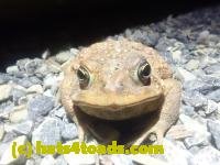 /home//u458753944/public_html/sourcegallery//////////////Roxborough Toad Detour/2024/2024-04-24/P4241380.JPG